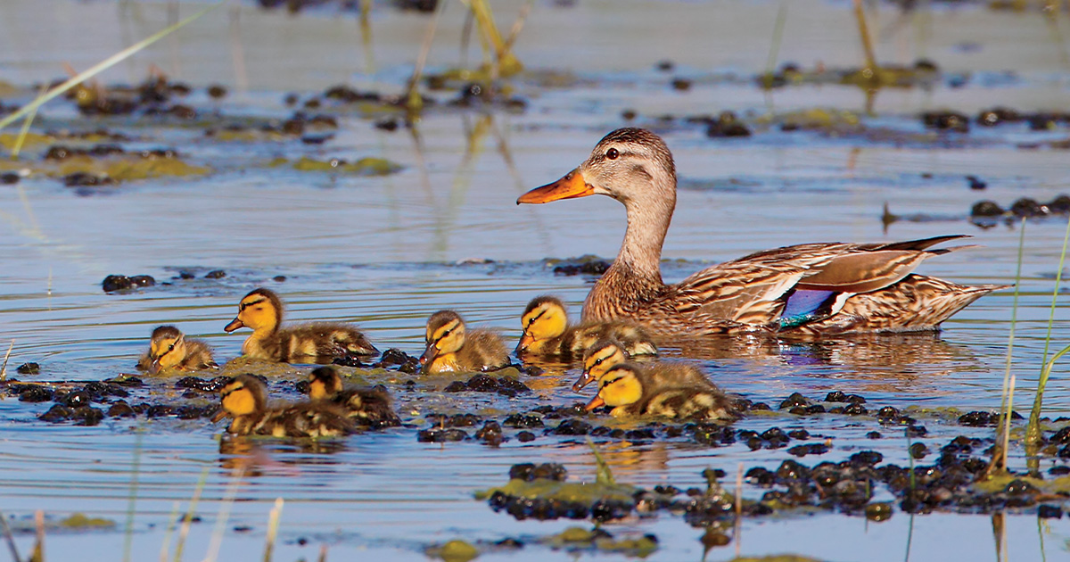 Hen and brood. Photo by GaryKramer.net.jpg